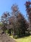 Afbeelding Rode beuk als solitair - Fagus sylvatica 'Atropunicea'
