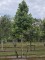 Afbeelding Amberboom - Liquidambar styraciflua