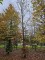 Afbeelding Groene beuk voor bostuin en landschap - Fagus sylvatica
