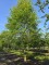 Afbeelding Groene Beuk - Fagus sylvatica