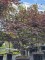 Afbeelding Japanse esdoorn - Acer palmatum 'Bloodgood'