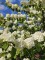 Afbeelding Japanse sneeuwbal - Viburnum plicatum 'Popcorn'