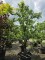 Afbeelding Peer Solitair - Pyrus c. 'Conference'