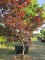 Afbeelding Japanse esdoorn - Acer palmatum 'Bloodgood'