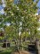 Afbeelding Perzisch IJzerhout - Parrotia persica
