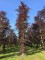 Afbeelding Rode beuk - Fagus sylvatica 'Atropunicea'