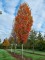 Afbeelding Rode Esdoorn - Acer rubrum 'Scanlon'