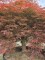 Afbeelding Japanse esdoorn - Acer palmatum 'Dragon's fire'
