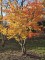 Afbeelding Perzisch ijzerhout 'Bella' - Parrotia persica 'Bella'