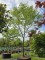 Afbeelding Valse Christusdoorn - Gleditsia  triacanthos ‘Sunburst’