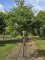 Afbeelding Storaxboom - Styrax japonicus