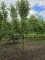 Afbeelding Rode Goudreinet - Malus domestica 'Rode Boskoop'