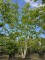 Afbeelding Walnoot - Juglans regia