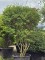 Afbeelding Schijnhulst - Osmanthus x Burkwoodii
