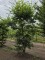 Afbeelding Speelboom,  klimboom, vogelboom, - Carpinus betulus