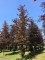Afbeelding Rode beuk - Fagus sylvatica 'Atropunicea'