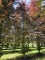 Afbeelding Rode beuk - Fagus sylvatica 'Atropunicea'