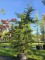 Afbeelding Canadese Hemlockspar - Tsuga canadensis