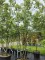 Afbeelding Steeneik - Quercus ilex