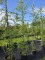 Afbeelding Kronkel lariks - Larix kaempferi 'Diana'