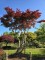 Afbeelding Japanse esdoorn - Acer palmatum 'Bloodgood'