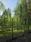 Afbeelding Treurwilg overhangende kroon - Salix x sepulcralis 'Chrysocoma'