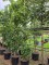 Afbeelding Veldesdoorn met smalle groeiwijze - Acer campestre 'Green Column'