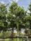 Afbeelding Amerikaanse hulst - Ilex Nellie Stevens
