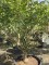 Afbeelding Toverhazelaar met geurende gele bloem - Hamamelis mollis 'Arnold Promise'