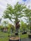 Afbeelding Valse Christusdoorn 'Sunburst' - Gleditsia triacanthos 'Sunburst'