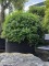 Afbeelding Schijnhulst in bolvorm - Osmanthus x Burkwoodii