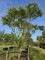 Afbeelding Zevenzonenboom - Heptacodium miconioides