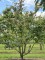 Afbeelding Perzisch IJzerhout - Parrotia persica