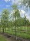 Afbeelding Treurwilg - Salix x sepulcralis 'Chrysocoma'
