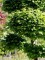 Afbeelding Haagbeuk - Carpinus betulus