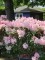 Afbeelding Japanse Rododendron met rood-roze bloei - Rhododendron Yakushimanum 'Marlis'