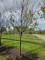 Afbeelding Tibetkers - Prunus serrula