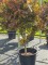 Afbeelding compact groeiende roodbladige Japanse esd... - Acer palmatum 'Twombley's Red Sentinel'