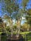 Afbeelding Kurkeik - Quercus Suber