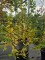 Afbeelding kleine linde - Tilia cordata 'Winter Orange'
