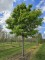 Afbeelding driebloemige esdoorn - Acer Triflorum