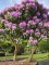 Afbeelding Rhododendron of Rododendron - Rhododendron Roseum Elegans