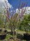 Afbeelding Judasboom - Cercis siliquastrum
