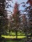 Afbeelding Rode of bruine beuk - Fagus sylvatica 'Atropunicea'