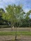 Afbeelding Chinese Vernisboom, meerstammig - Koelreuteria paniculata