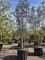 Afbeelding Lijsterbes - Sorbus aucuparia