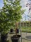 Afbeelding Sneeuwvlokkenboom - Chionanthus retusus