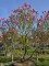 Afbeelding Magnolia 'Susan' - Magnolia 'Susan'