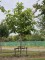 Afbeelding Magnolia - Magnolia tripetala