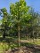 Afbeelding Trompetboom hoogstam - Catalpa bignonioides